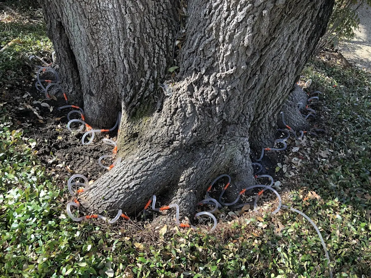Detailed Tree Cabling and Bracing job site in Atlantic Highlands