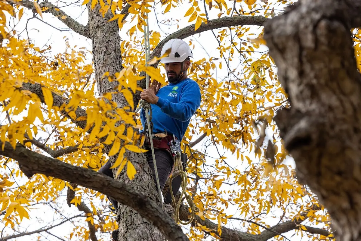 Skilled Tree Planing crew working in Atlantic Highlands